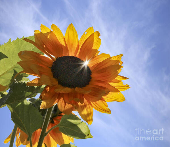 Maine Poster featuring the photograph Sun Sparkle by Karin Pinkham