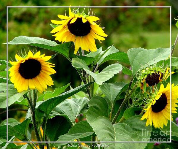 Sunflowers Poster featuring the photograph Sunflowers by Rose Santuci-Sofranko