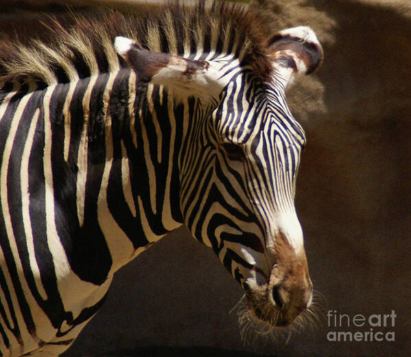 Zebra Poster featuring the photograph Sunlit Stripes by Linda Shafer