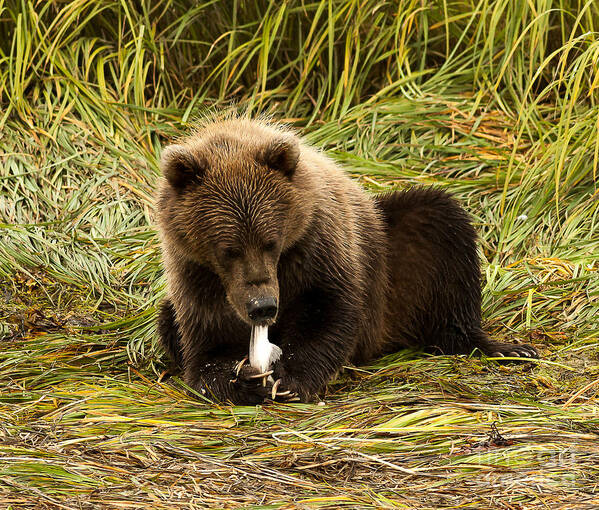 Nature Poster featuring the photograph Sushi by Steven Reed