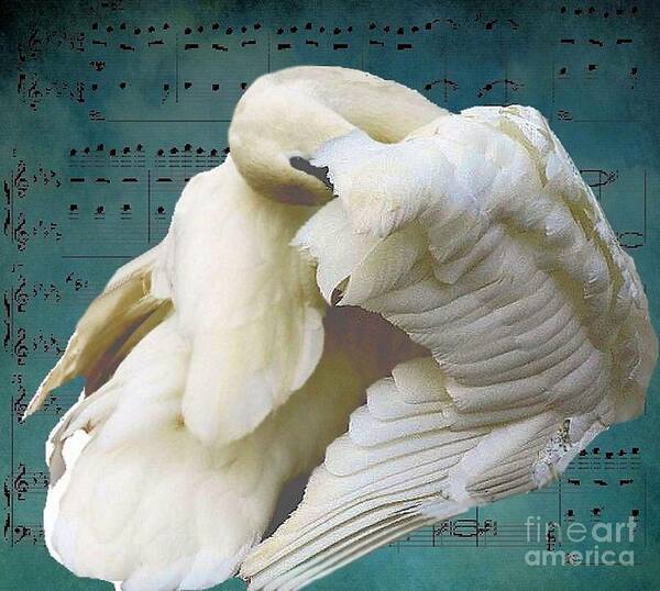 Swan Poster featuring the photograph Swan Song by Janette Boyd