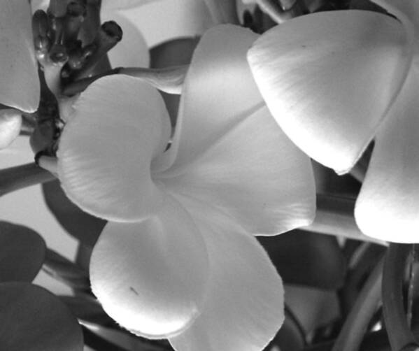 Plumeria Poster featuring the photograph Sweetness by Karen Nicholson