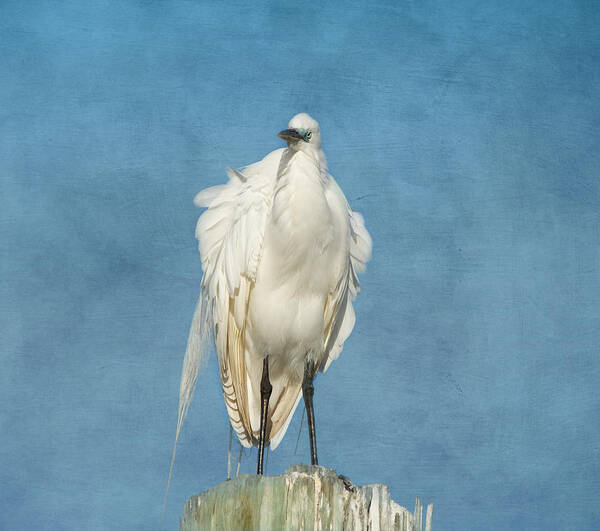 Egret Poster featuring the photograph The Great One by Kim Hojnacki
