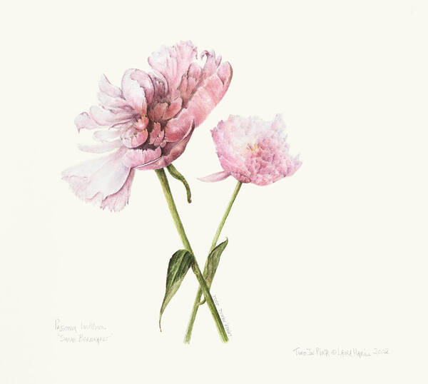 Peonies Poster featuring the painting Two in Pink by Laura Hamill
