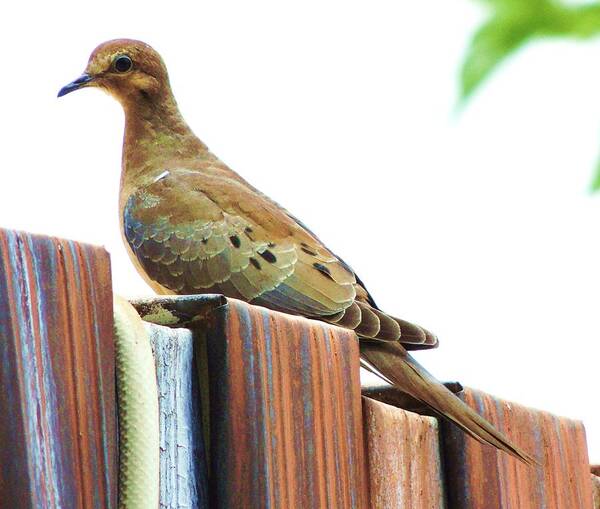 Dove Poster featuring the photograph Watchful Dove by Helen Carson