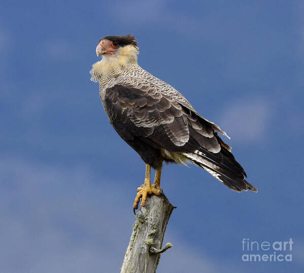 Caracara Poster featuring the photograph Watchful Eyes Crested Southern Caracara by Bob Christopher