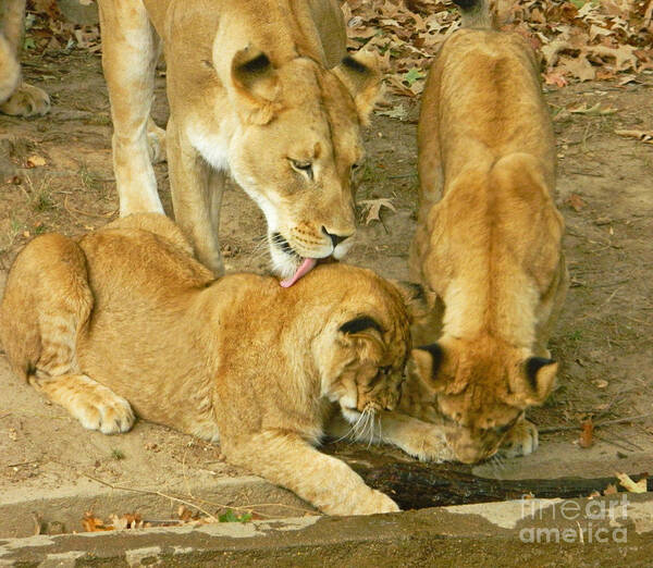 We Are Family - Lioness And Cubs Poster featuring the photograph We Are Family - Lioness And Cubs by Emmy Vickers