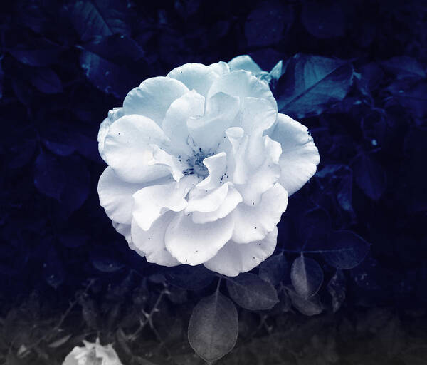 White Poster featuring the photograph White Flower by Felix Concepcion