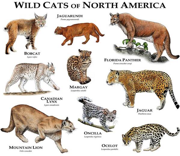 North American Wildlife Poster