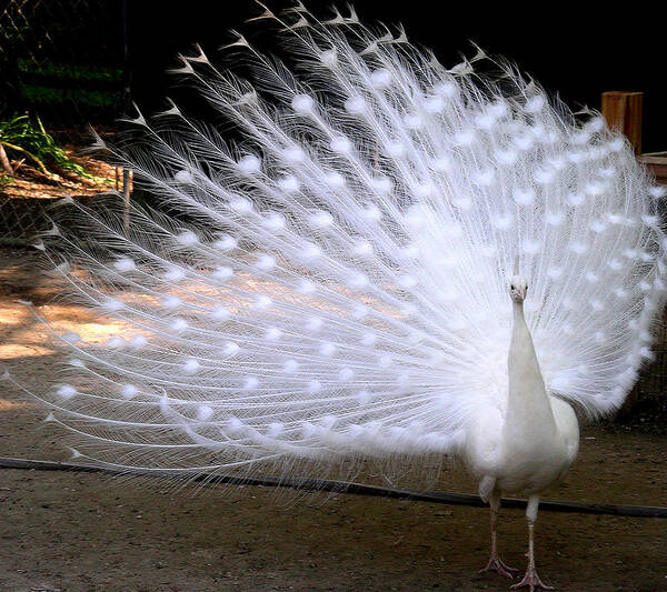 Peacock Poster featuring the photograph Wind Swept by Jean Wolfrum