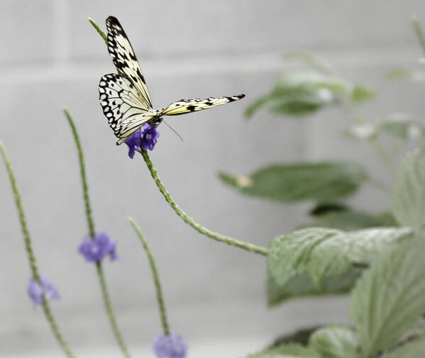 Butterfly Poster featuring the photograph Butterfly #1 by Nick Mares