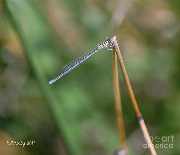Familiar Bluet Damselfly Poster featuring the photograph Familiar Bluet Damselfly #1 by Susan Stevens Crosby