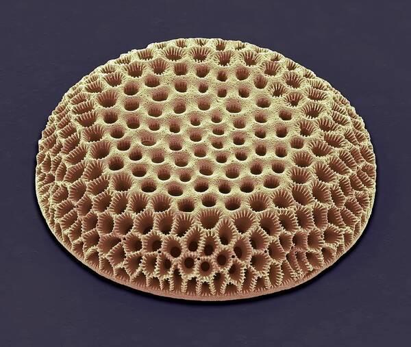 Scanning Electron Micrograph Poster featuring the photograph Diatom, Sem #110 by Steve Gschmeissner