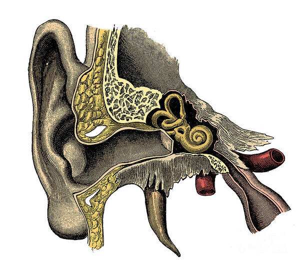 Ear Poster featuring the photograph Ear Anatomy #4 by Science Source