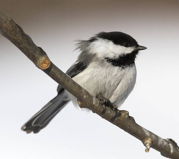 Doug Lloyd Poster featuring the photograph Blackcapped Chickadee #7 by Doug Lloyd