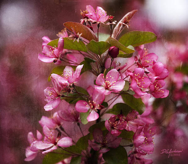 Crab Apple Poster featuring the photograph April crabapple in bloom by Don Anderson
