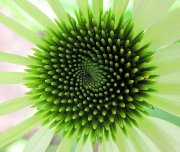 Mandala Poster featuring the photograph Baby echinacea by Life Makes Art