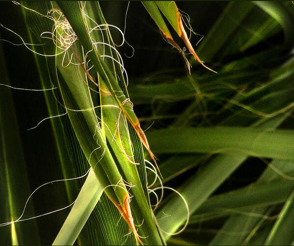Grass Poster featuring the photograph Blades Of Grass by Marilyn Marchant