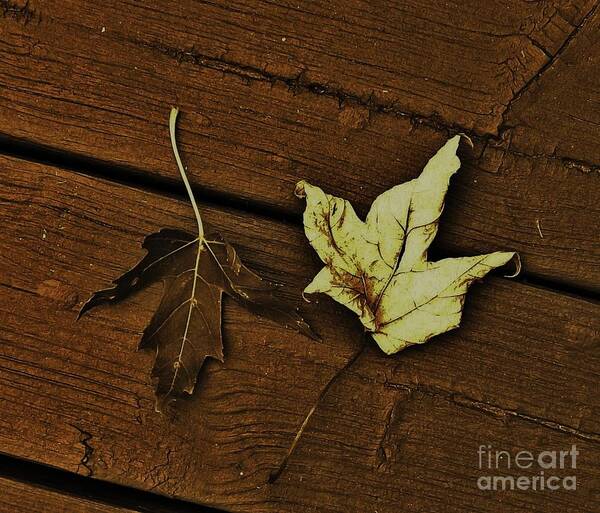 Photo Poster featuring the photograph Fall Leaves Abstract by Marsha Heiken