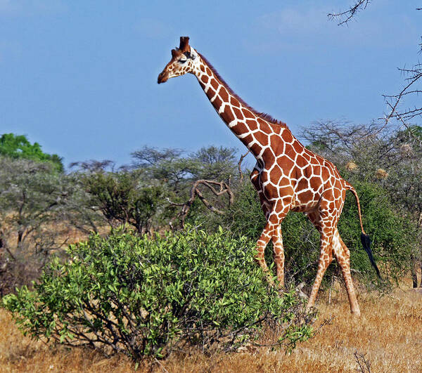 Giraffa Camelopardalis Reticulata Poster featuring the photograph Giraffe against Blue Sky by Tony Murtagh