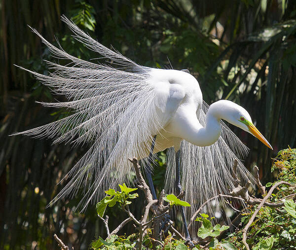 Great White Egret Poster featuring the photograph Great White Egret by Rick Hartigan