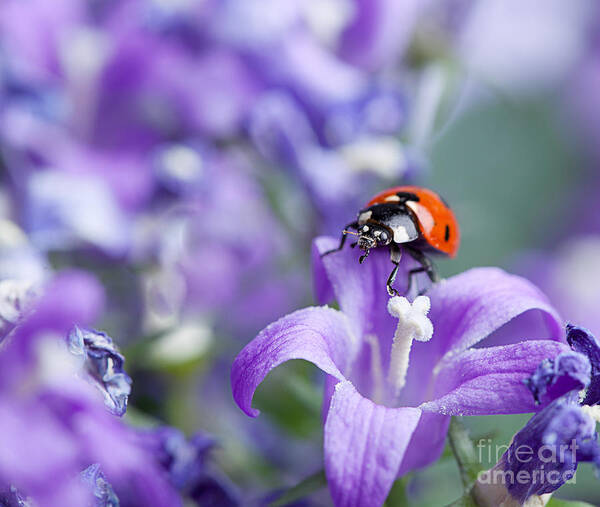 Ladybug Poster featuring the photograph Ladybug and Bellflowers by Nailia Schwarz