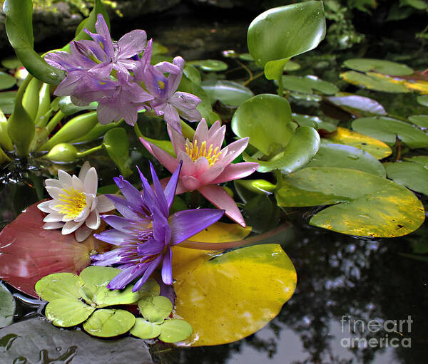 Waterlilies Poster featuring the photograph Lilies No. 7 by Anne Klar