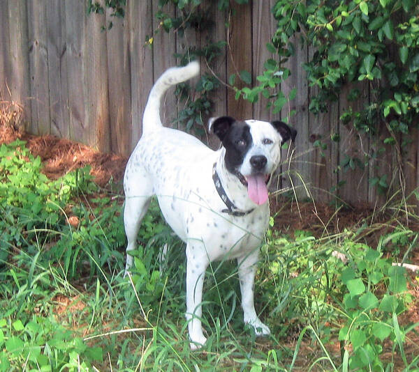 Dog Poster featuring the photograph Luna the Beautiful by Juliana Blessington