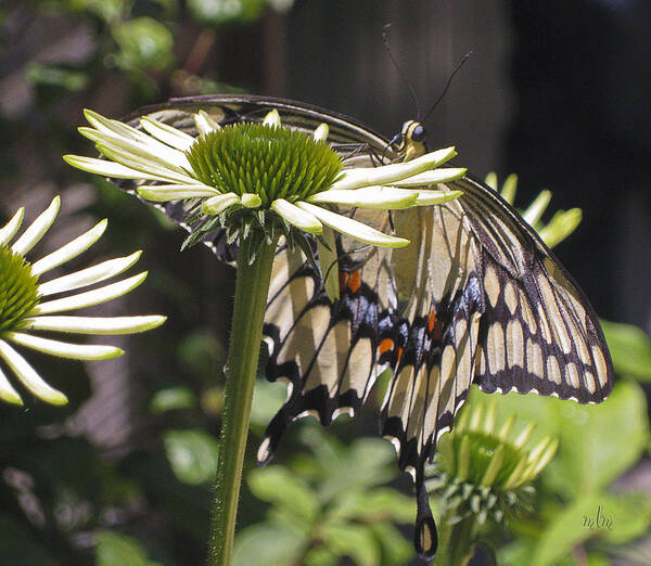Butterfly Poster featuring the photograph Pale Swallowtail by Marie Morrisroe