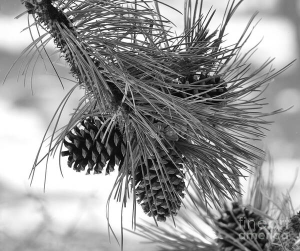 Pine Cones Poster featuring the photograph Pine Cones by Dorrene BrownButterfield