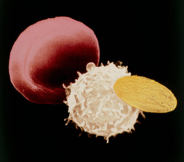 Magnified Image Poster featuring the photograph Sem Of 3 Types Of Cells Found In Human Blood by Nibsc