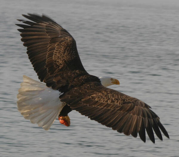 Bald Eagle Flying In Puget Sound Poster featuring the photograph Spread Eagle by Kym Backland