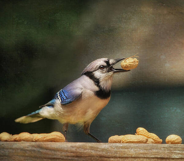 Blue Jays Poster featuring the photograph The NutCracker by Pat Abbott
