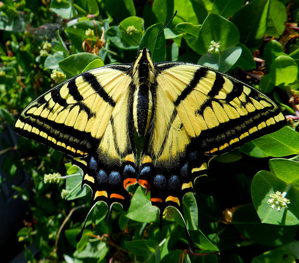 Butterfly Poster featuring the photograph Tiger Swallowtail by ShaddowCat Arts - Sherry