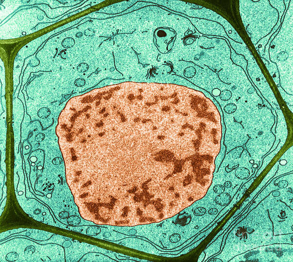 Cell Poster featuring the photograph Typical Plant Cell by Omikron