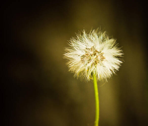 Dandelion Poster featuring the photograph Wishes by Sara Frank