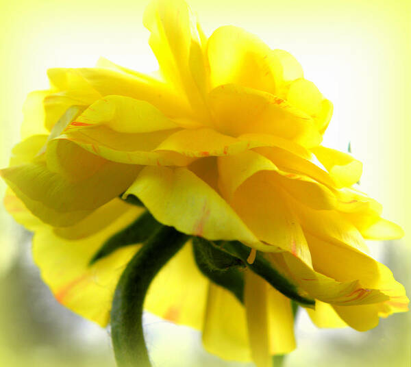 Ranunculus Poster featuring the photograph Yellow Glow In The Sun by Kim Galluzzo