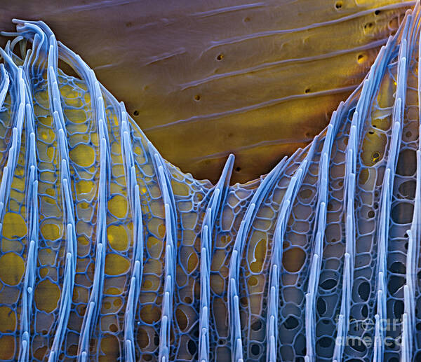 Science Poster featuring the photograph Butterfly Wing Scale Sem by Eye of Science