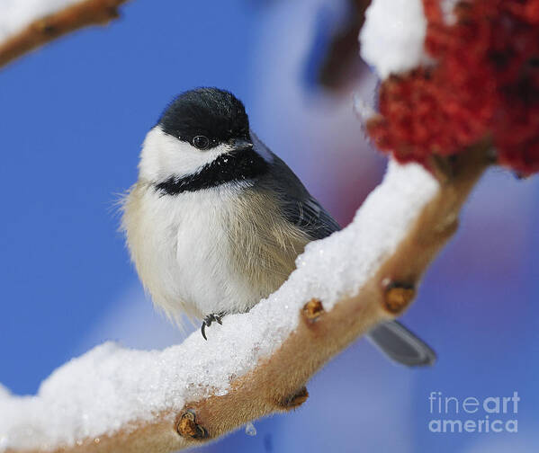 Black-capped Chickadee Poster featuring the photograph Chickadee.. #2 by Nina Stavlund