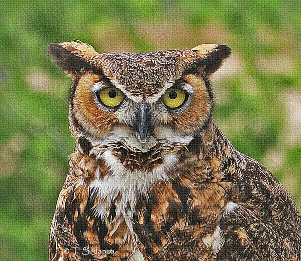 Great Horn Owl Nature Educator Poster featuring the photograph Great Horn Owl Nature Educator #1 by Tom Janca