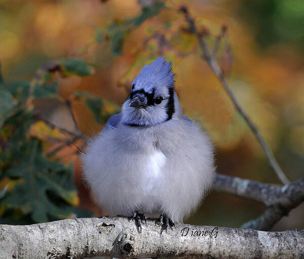 Blue Jay Poster featuring the photograph Blue Jay #2 by Diane Giurco