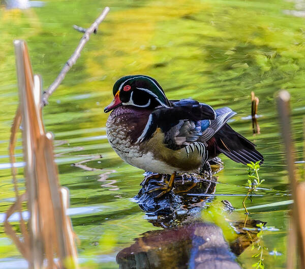 Wood Duck Poster featuring the photograph Wood Duck by Jerry Cahill