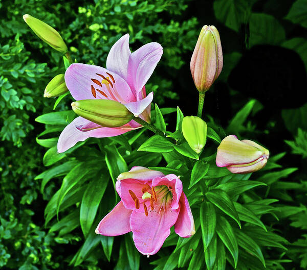 Lilies Poster featuring the photograph 2016 Late June Pink Lilies 3 by Janis Senungetuk
