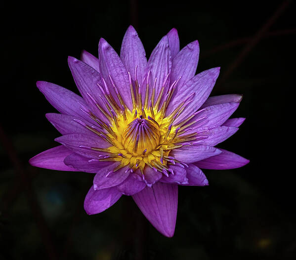 Water Lily Poster featuring the photograph Water Lily #53 by Robert Ullmann