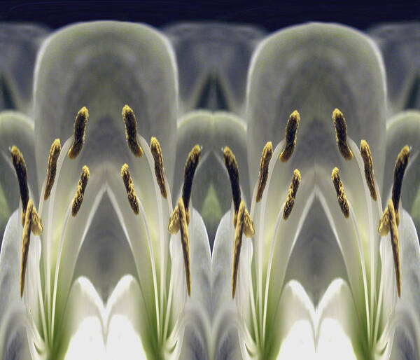 Digital Poster featuring the photograph Alien Lily by Terence Davis