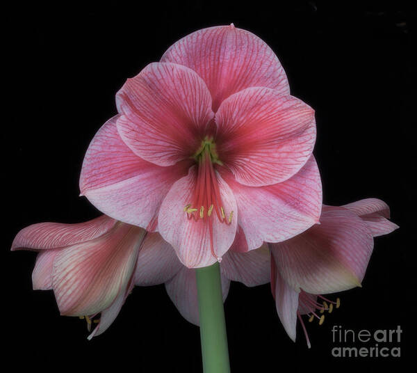 Flower Poster featuring the photograph Amaryllis 'Purple Rain' by Ann Jacobson