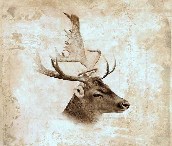 Deer Poster featuring the digital art Antique Deer by Lucie Dumas