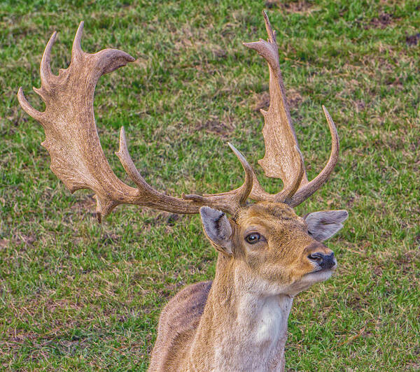 Deer Poster featuring the photograph Big Buck by Dennis Dugan