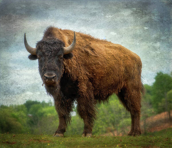 Bison Poster featuring the photograph Bison 9 by Joye Ardyn Durham