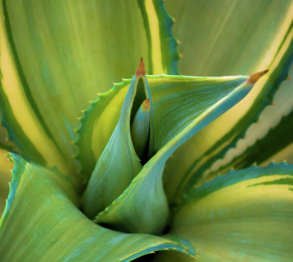 Blue Agave Poster featuring the photograph Blue Agave by Karen Wiles